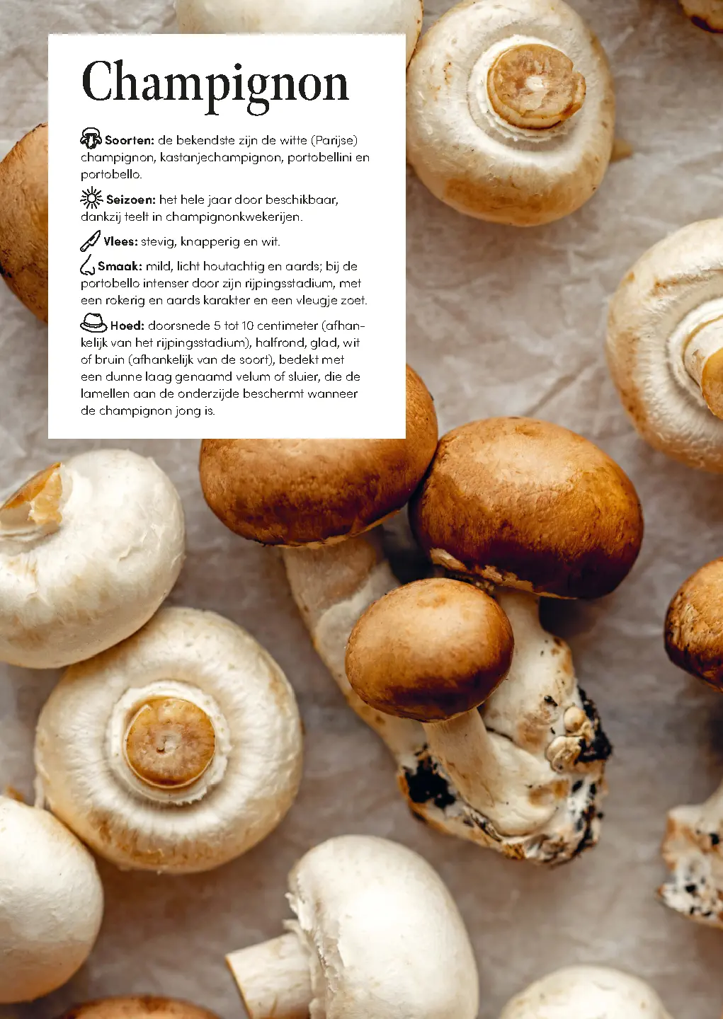 Voorbeeld pagina