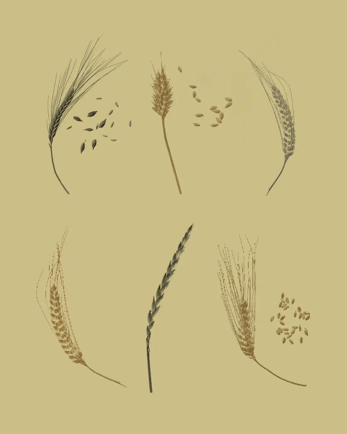 Voorbeeld pagina