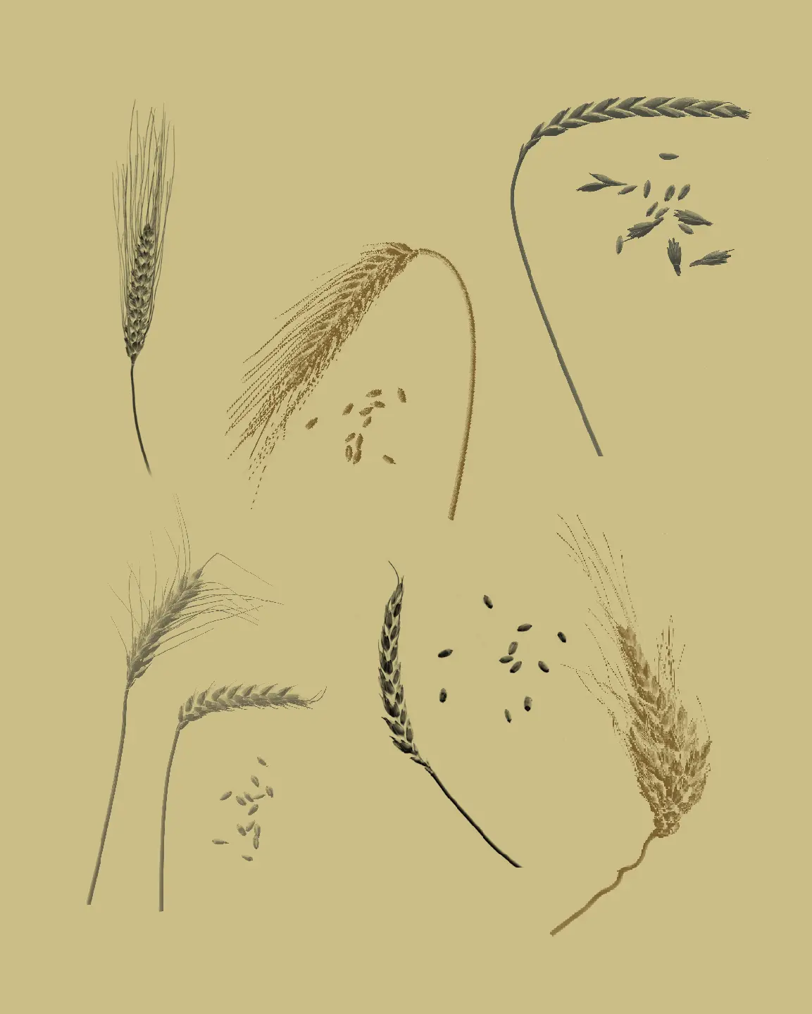 Voorbeeld pagina