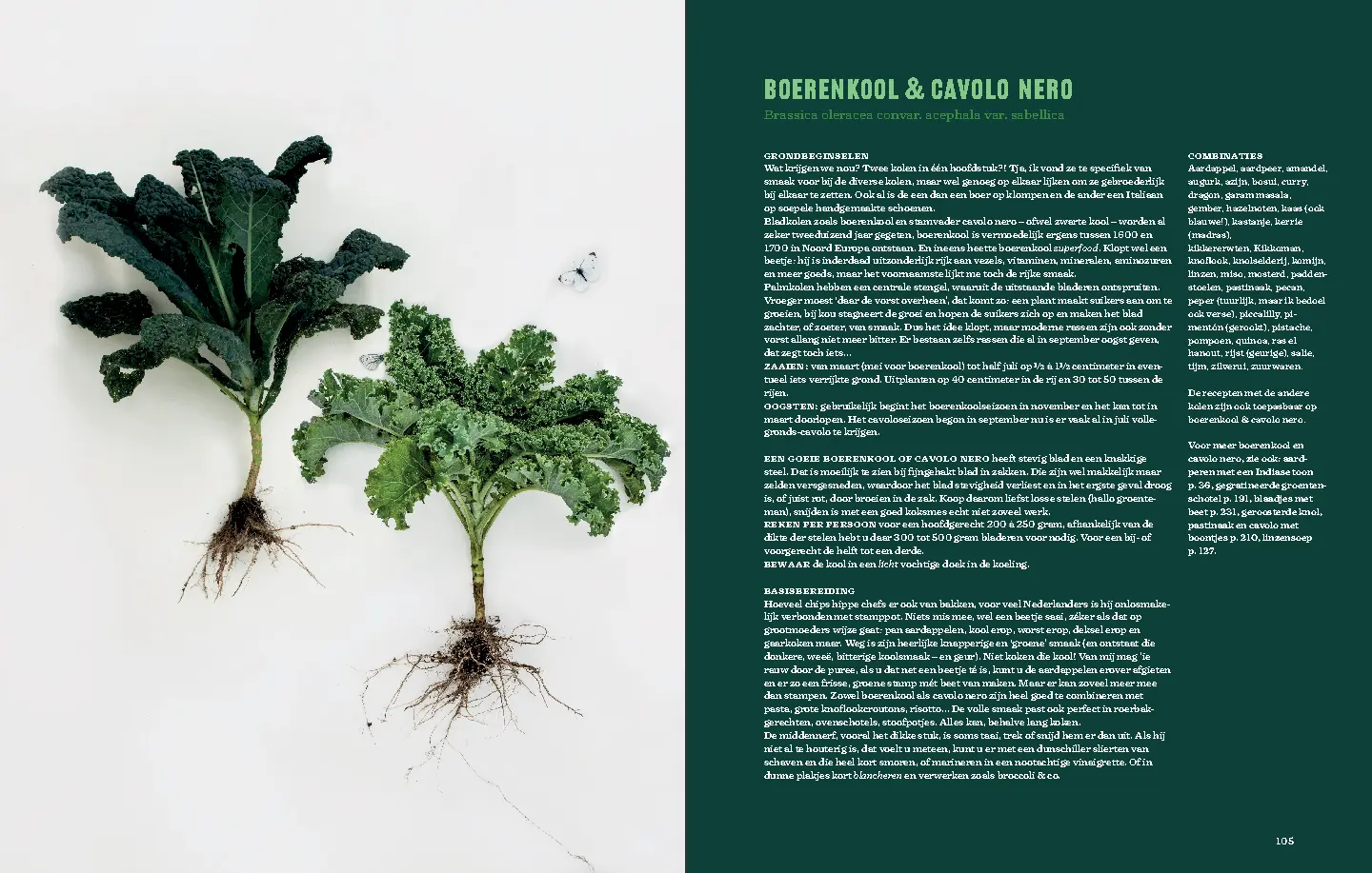 Voorbeeld pagina